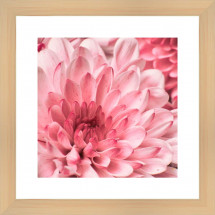 Картина в багете Ekoramka 40x40 см Розовые цветы BE-103-180